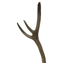 Antlers/Horns: Pair of Red Deer (Cervus elaphus) antlers on skull, H110cm