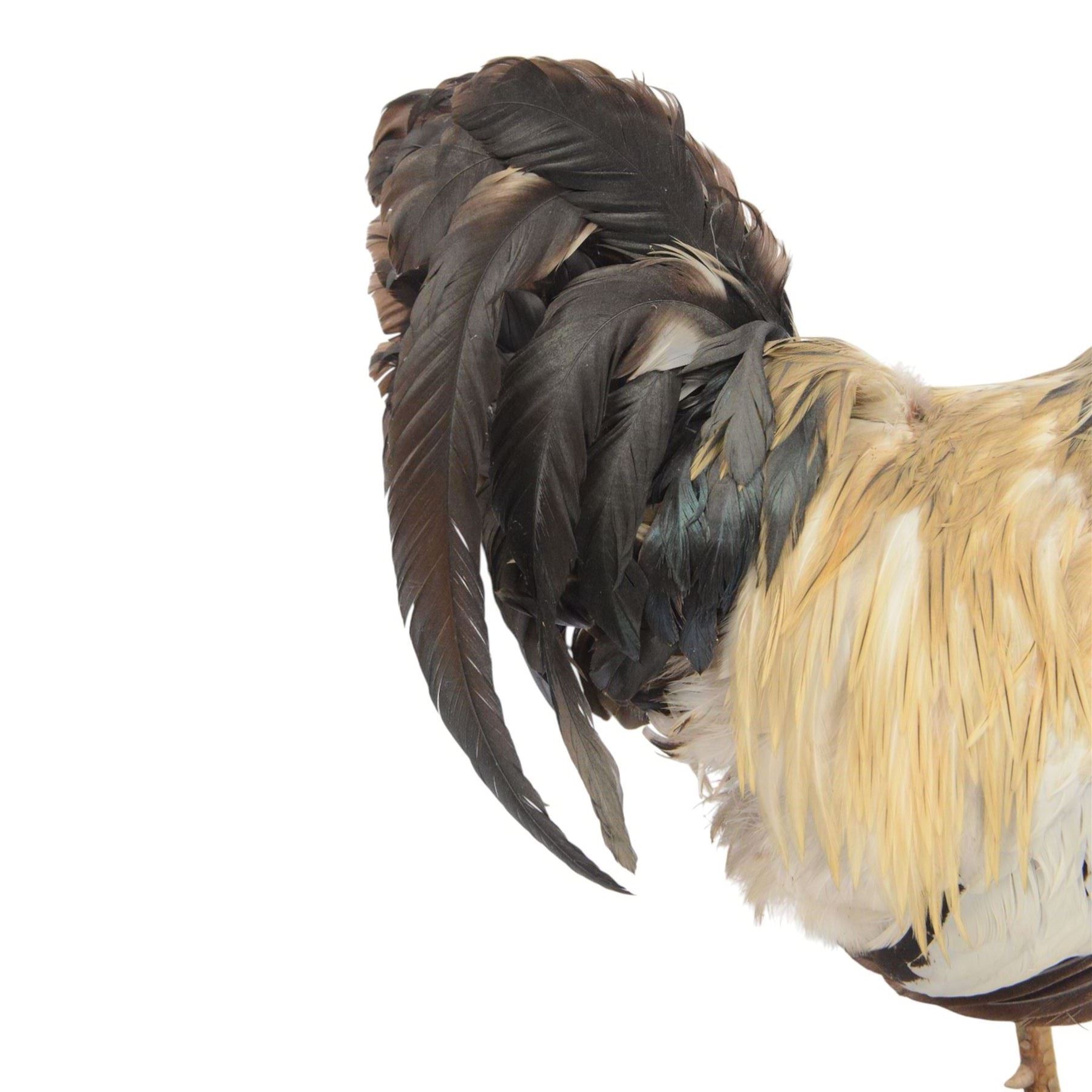 Taxidermy: Cockerel (Gallus gallus domesticus), full adult mount with head turning slightly to the right, on open display, together with taxidermy Pheasant (Phasianus colchicus), full adult male mount on open display, cockerel H43cm 