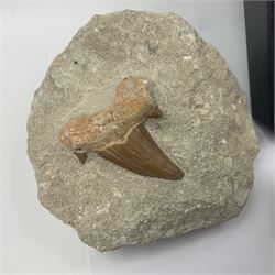 Dragonfly larvae (Libellula doris), together with four Mosasaur teeth, four trilobites (Crotalocephalina gibba) and one other tooth