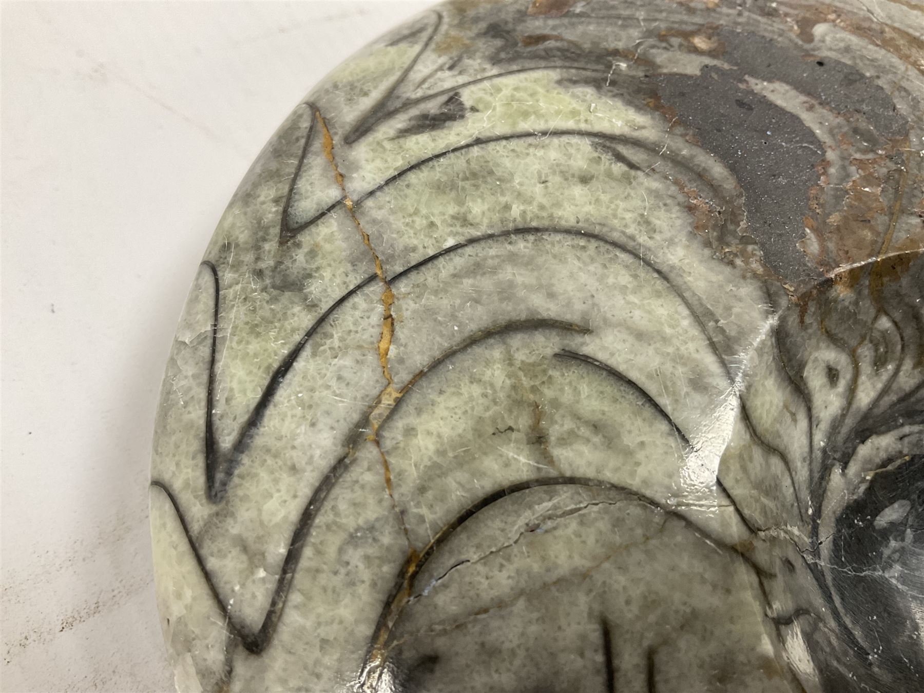 Large polished goniatite, age Devonian period, location Morocco, H16cm, L22cm