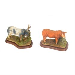 Two Border Fine Arts bull figures, comprising Belgian Blue Bull No A8953 and Limousin Bull No A9788
