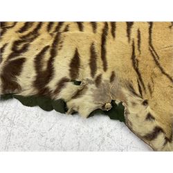 Skins/Hides: Victorian Tiger skin rug (tigris tigris), with green backing with scalloped edges,  L188cm  