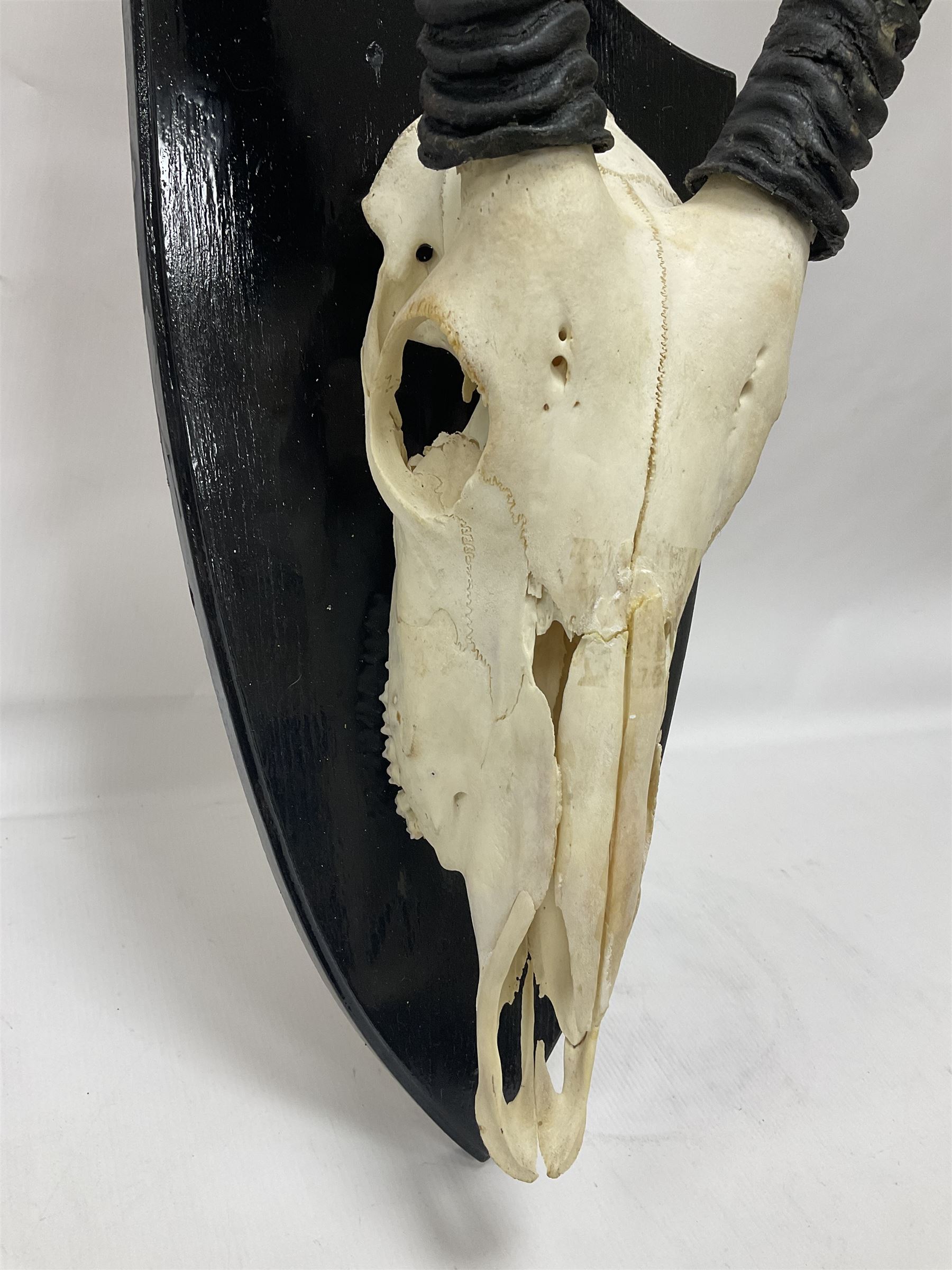Antlers/Horns: Gemsbok Oryx (Oryx gazella gazella), pair of oryx curved horns on partial skull, mounted on an ebonised shield, H130cm