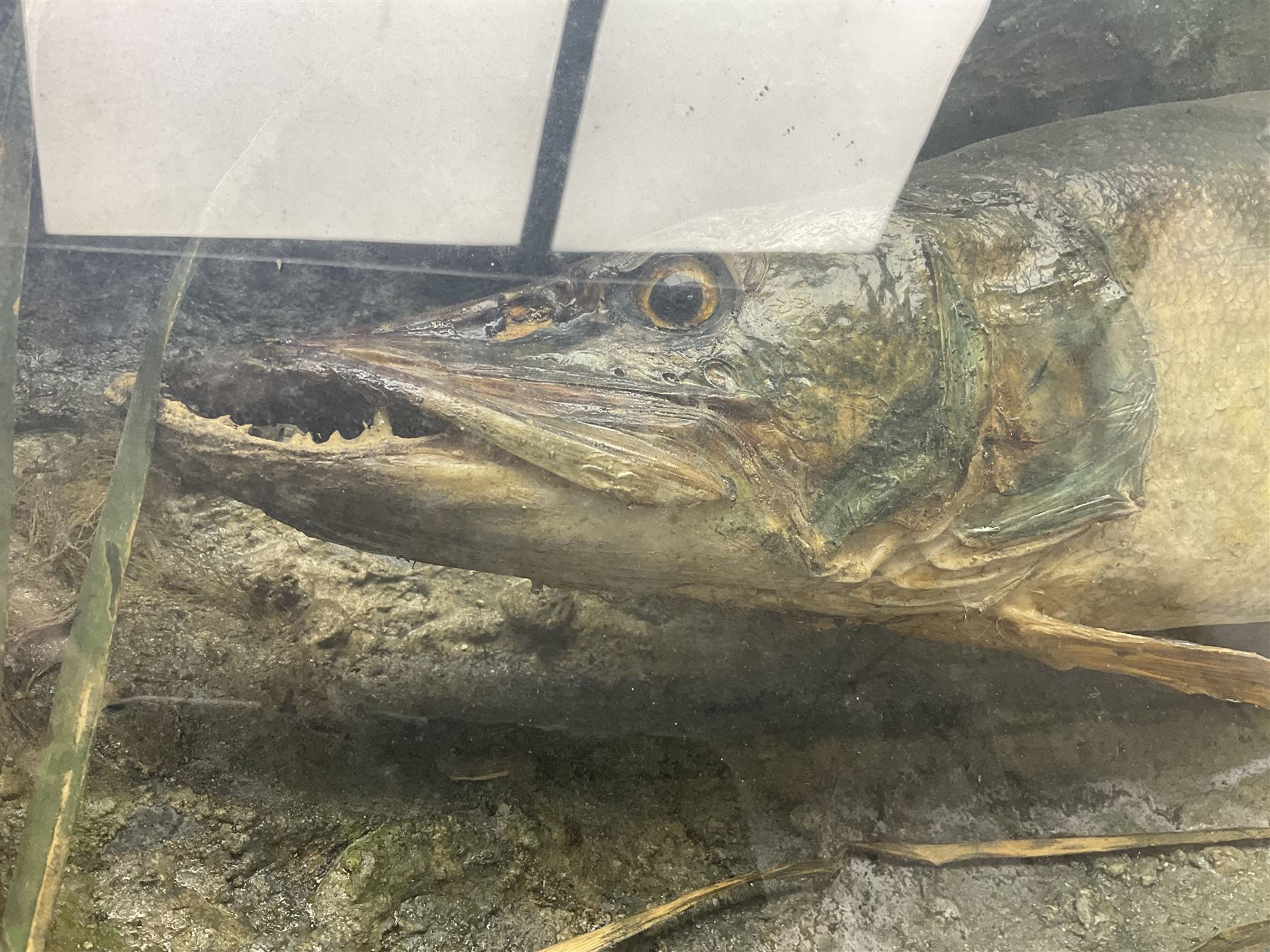 Taxidermy: Cased Northern Pike (Esox lucius), a large preserved skin mount set within a rocky river bed,  encased within a single pane display case, H41cm, L122cm