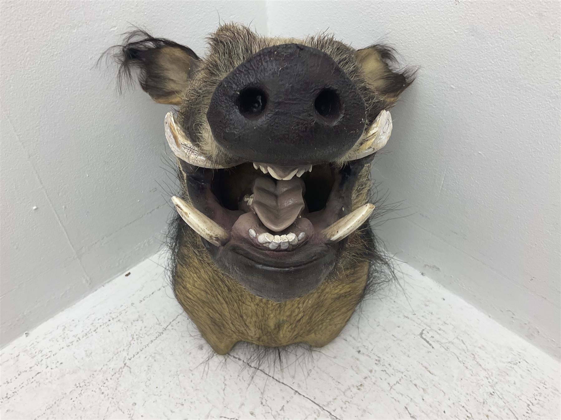 Taxidermy: African bushpig (Potamochoerus larvatus), male shoulder mount looking straight ahead, with mouth agape,  D55cm