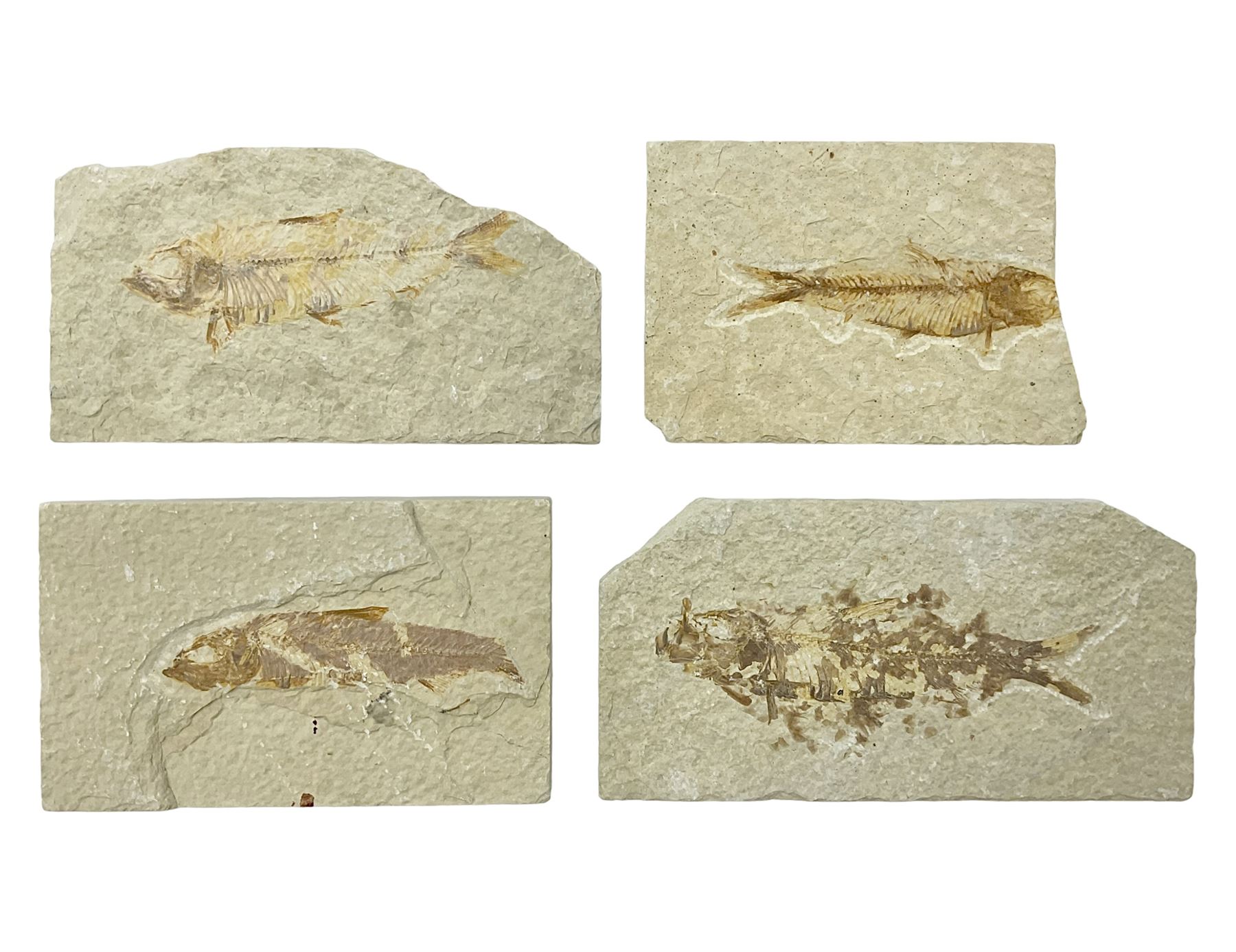 Four fossilised fish (Knightia alta) each in an individual matrix, age; Eocene period, location; Green River Formation, Wyoming, USA, largest matrix H6cm, L11cm