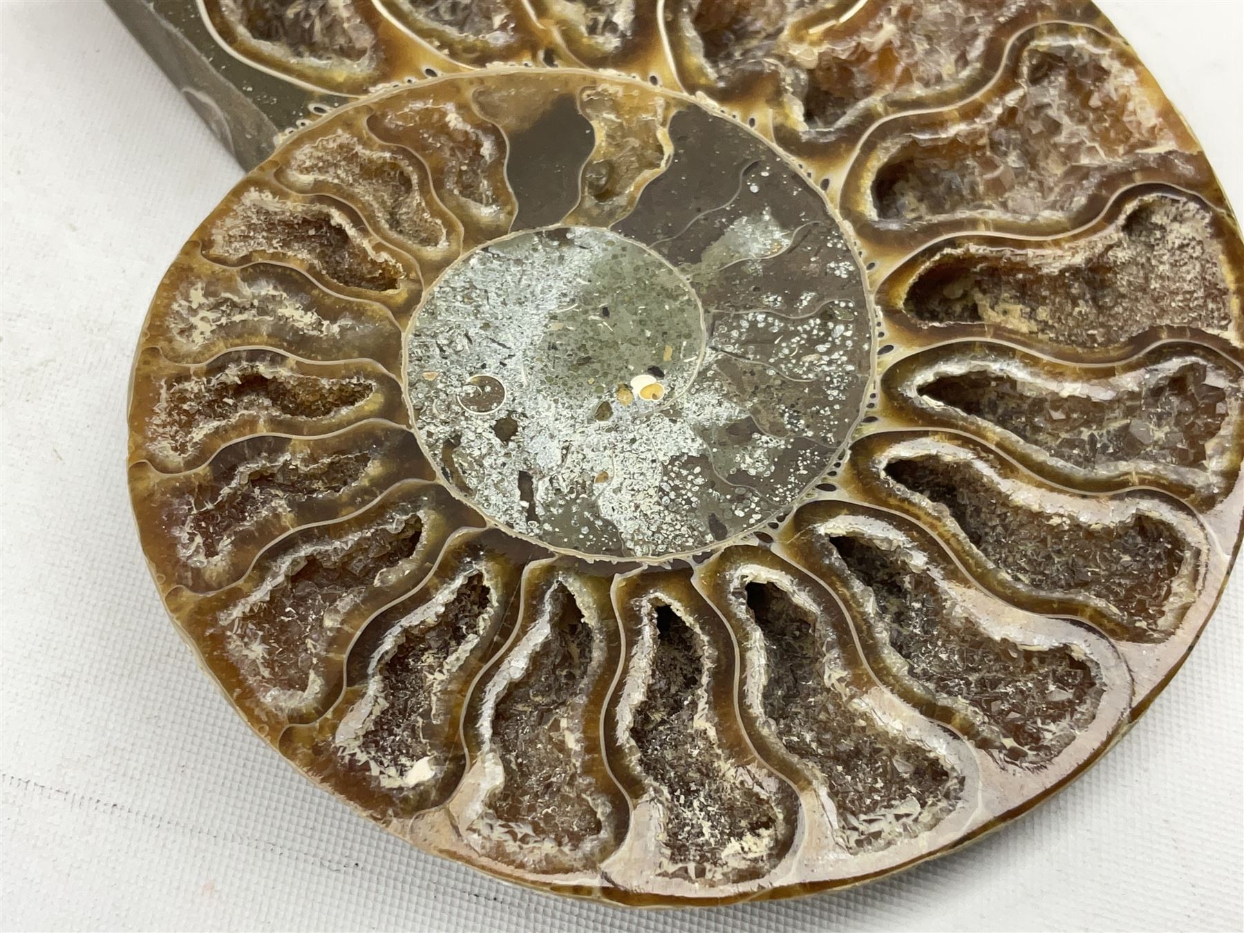 Paleontology: fossilized African Cleoniceras ammonite, the fossil specimen halved and polished, the interiors with crystal formation within chambers, Middle Cretaceous period, c 100 million years old, Madagascar, L8.5cm