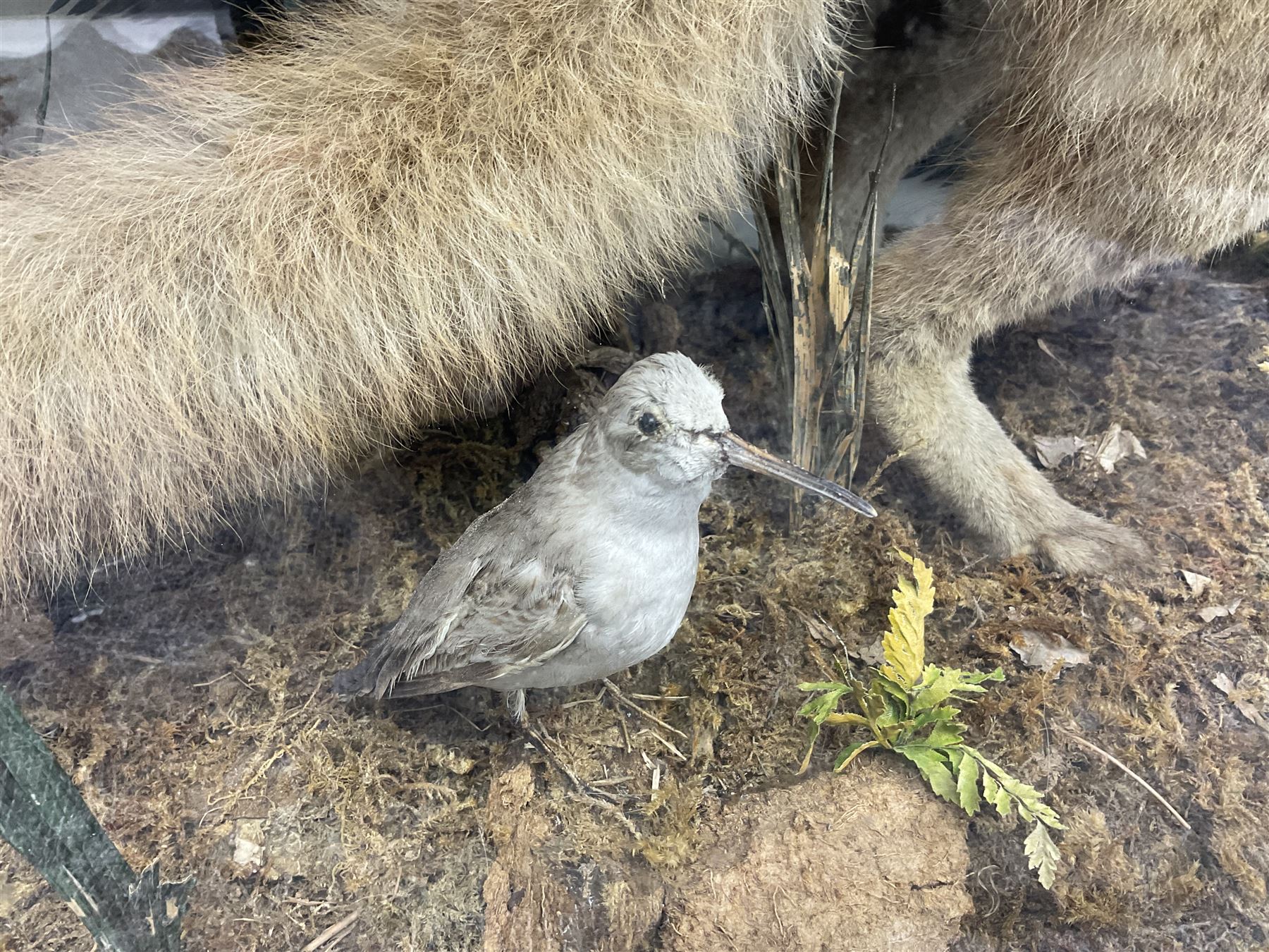 Taxidermy: 19th century cased display Red Fox (Vulpes vulpes) with pray, weasels (Mustela), Great Crested Grebe (Podiceps cristatus), and other birds in a naturalistic setting against a painted backboard, encased within an ebonised three pane display case, H56cm D38cm W113cm