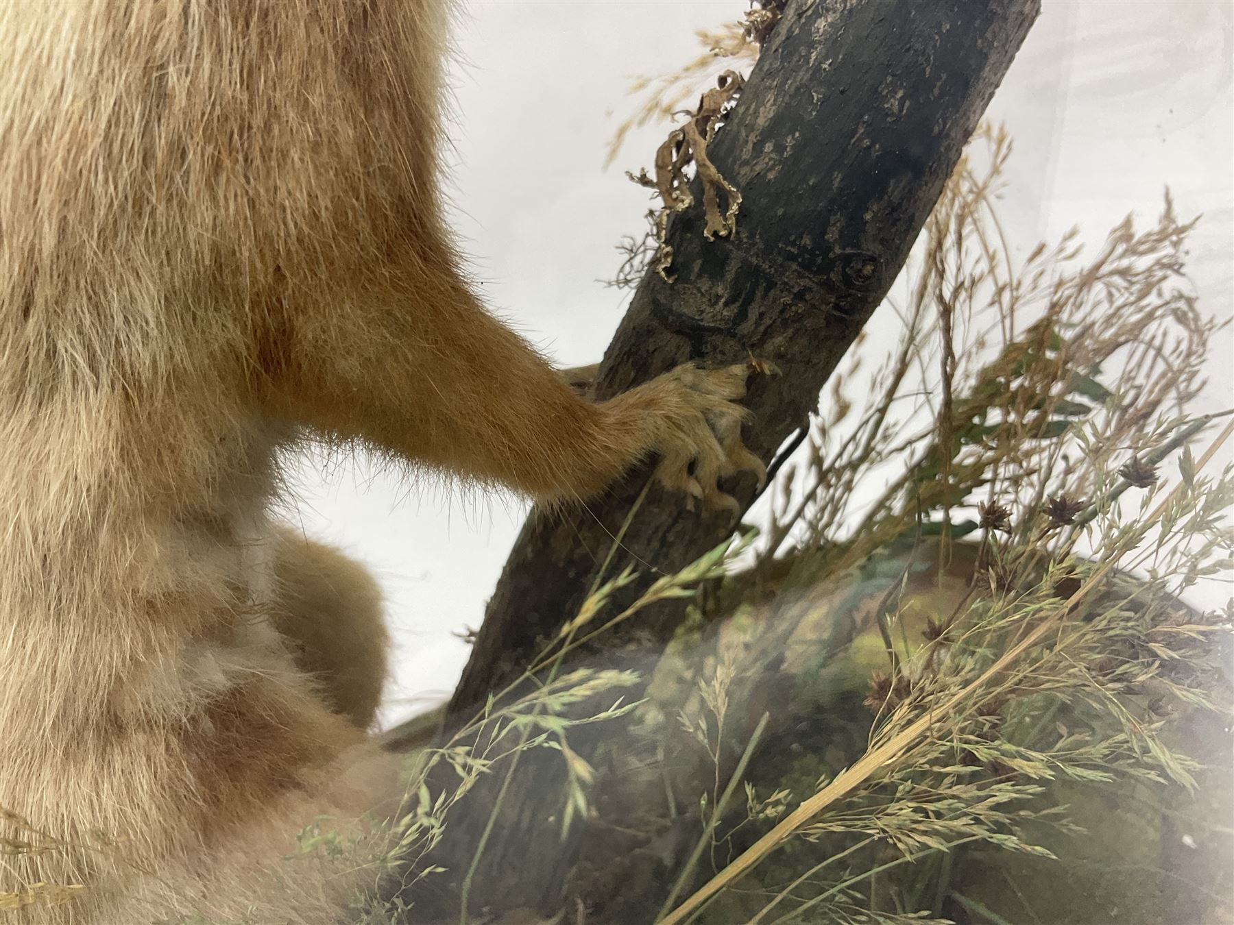 Taxidermy: Victorian cased Red Squirrel (Sciurus vulgaris), full mount adult, upon a tree branch with a naturalistic ground, enclosed beneath a period oval glass dome with ebonised base, raised upon four bun feet, H36cm 