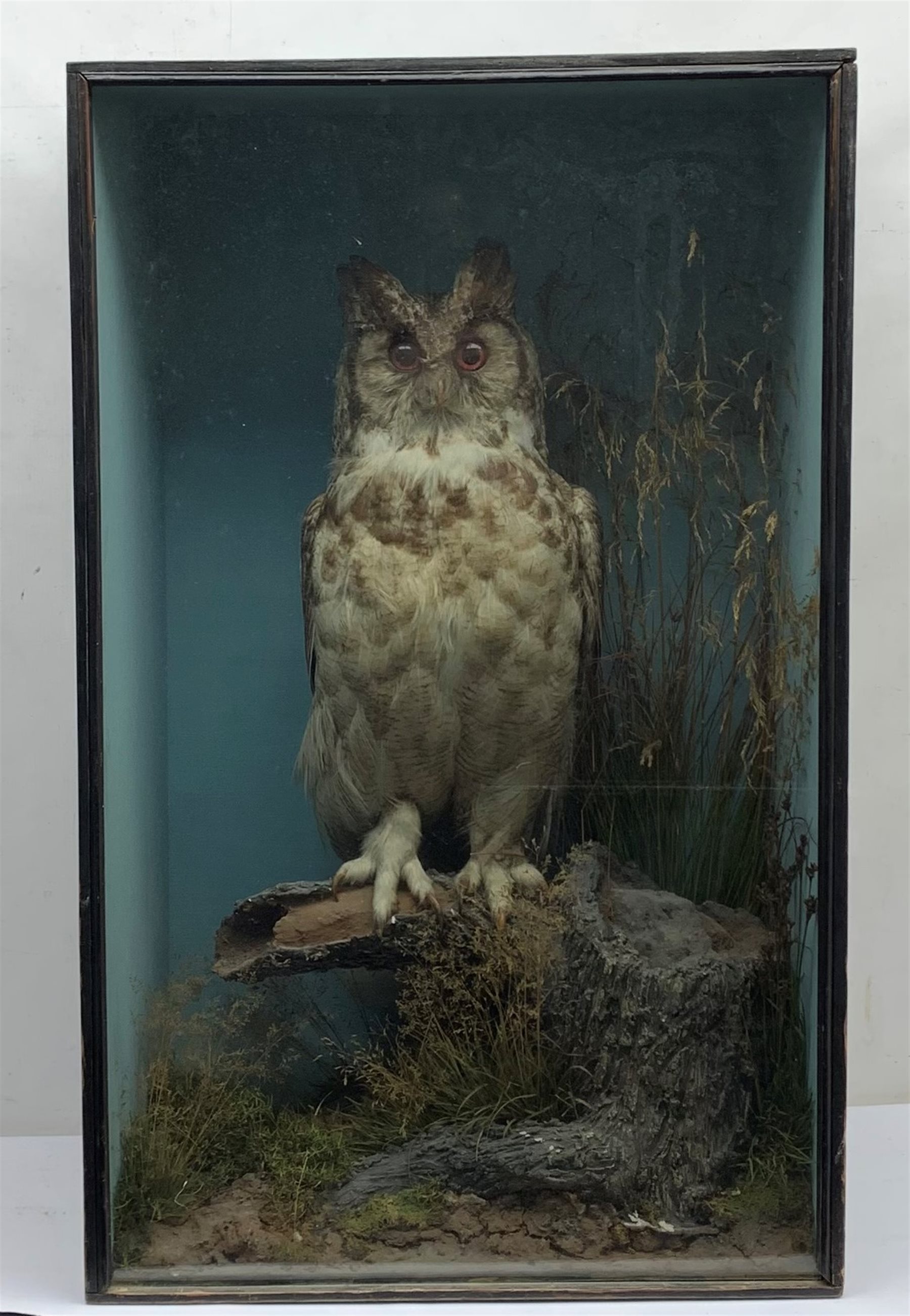 Taxidermy: Victorian cased Great Horned Owl (Bubo virginianus), perched upon a tree stump, in naturalistic setting with long and short grasses, set against a pale blue painted backdrop, enclosed within an ebonized single pane display case, with paper label verso inscribed Giant Horned Owl from N America, H84cm L51.5cm D29cm