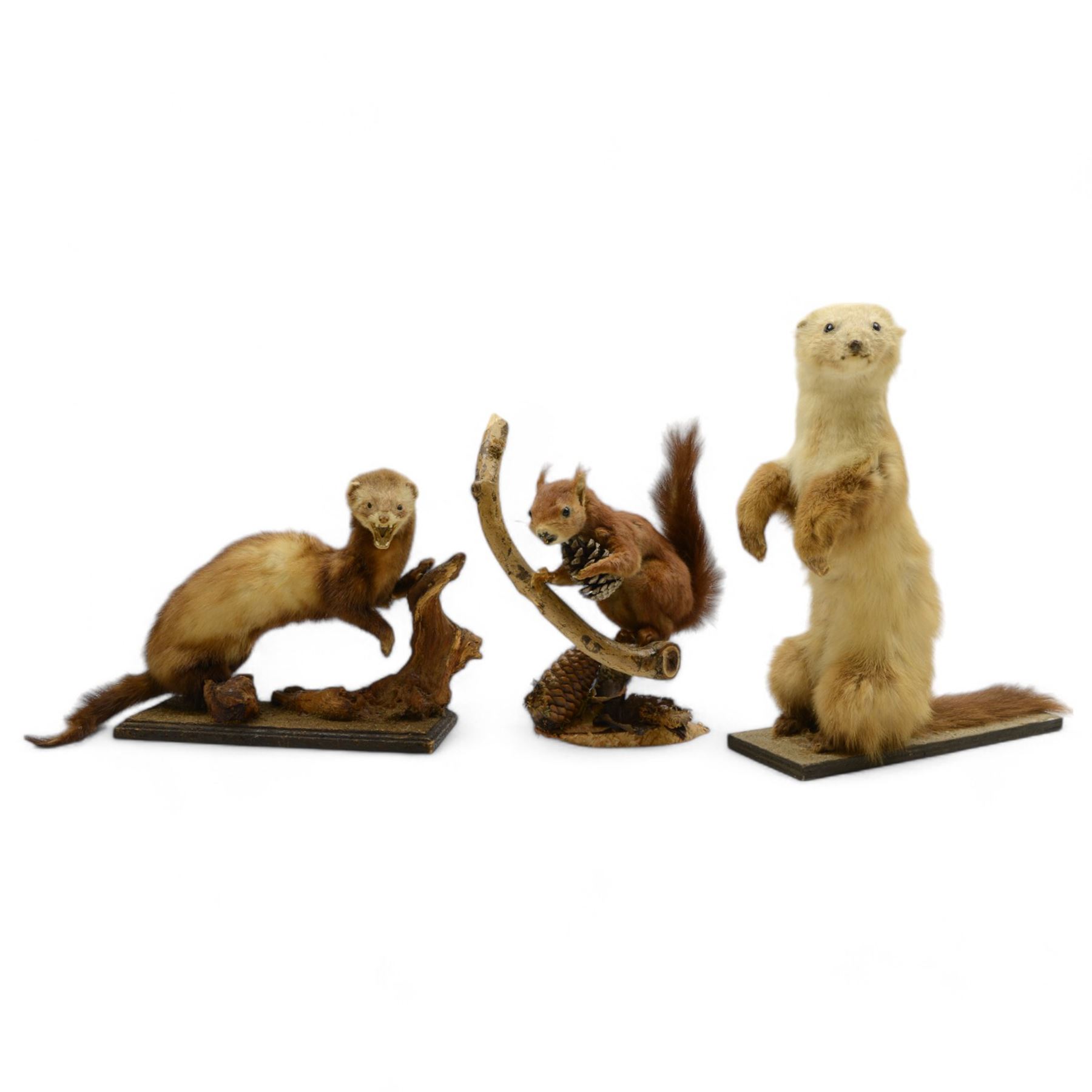 Taxidermy: Three countryside animals, comprising European Polecat (Mustela putorius),  Red Squirrel (Sciurus vulgaris) and Pine Marten (Martes martes), all full adult mounts upon open display