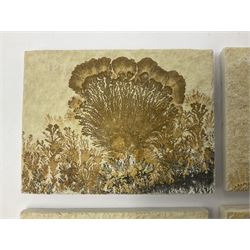 Six dendrite crystals each in an individual sandstone plaque, each plaque H6cm, L8cm