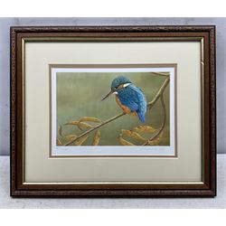 Robert E Fuller (British 1972-): Kingfisher on a Branch, limited edition colour print signed and numbered 221/850 in pencil 17cm x 24cm 