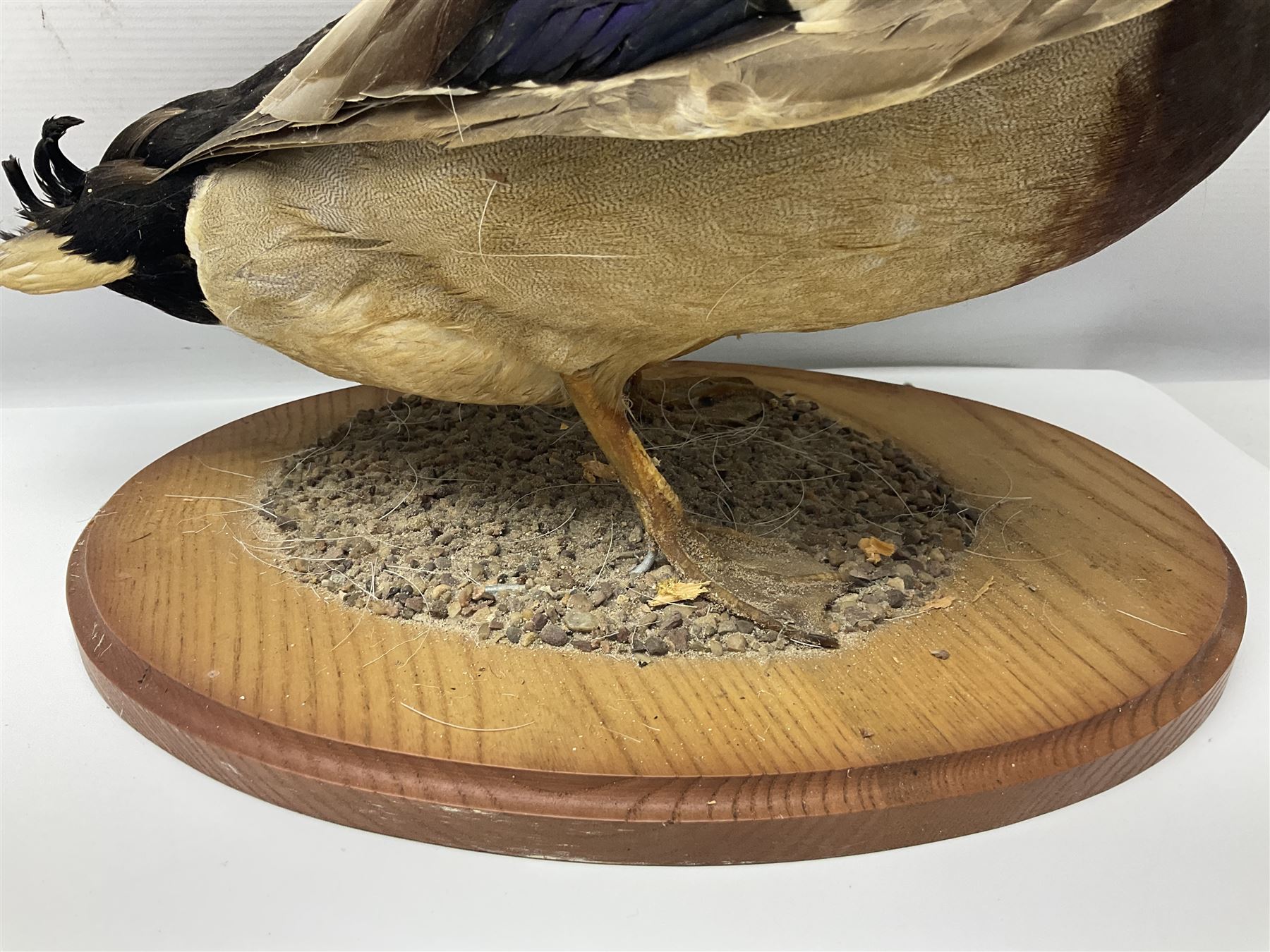 Taxidermy; Barnacle goose (Branta leucopsis), full adult mount, upon a rectangular base, together with Mallard (Anas platyrhynchos), full mount drake, upon an oval base, goose H28cm