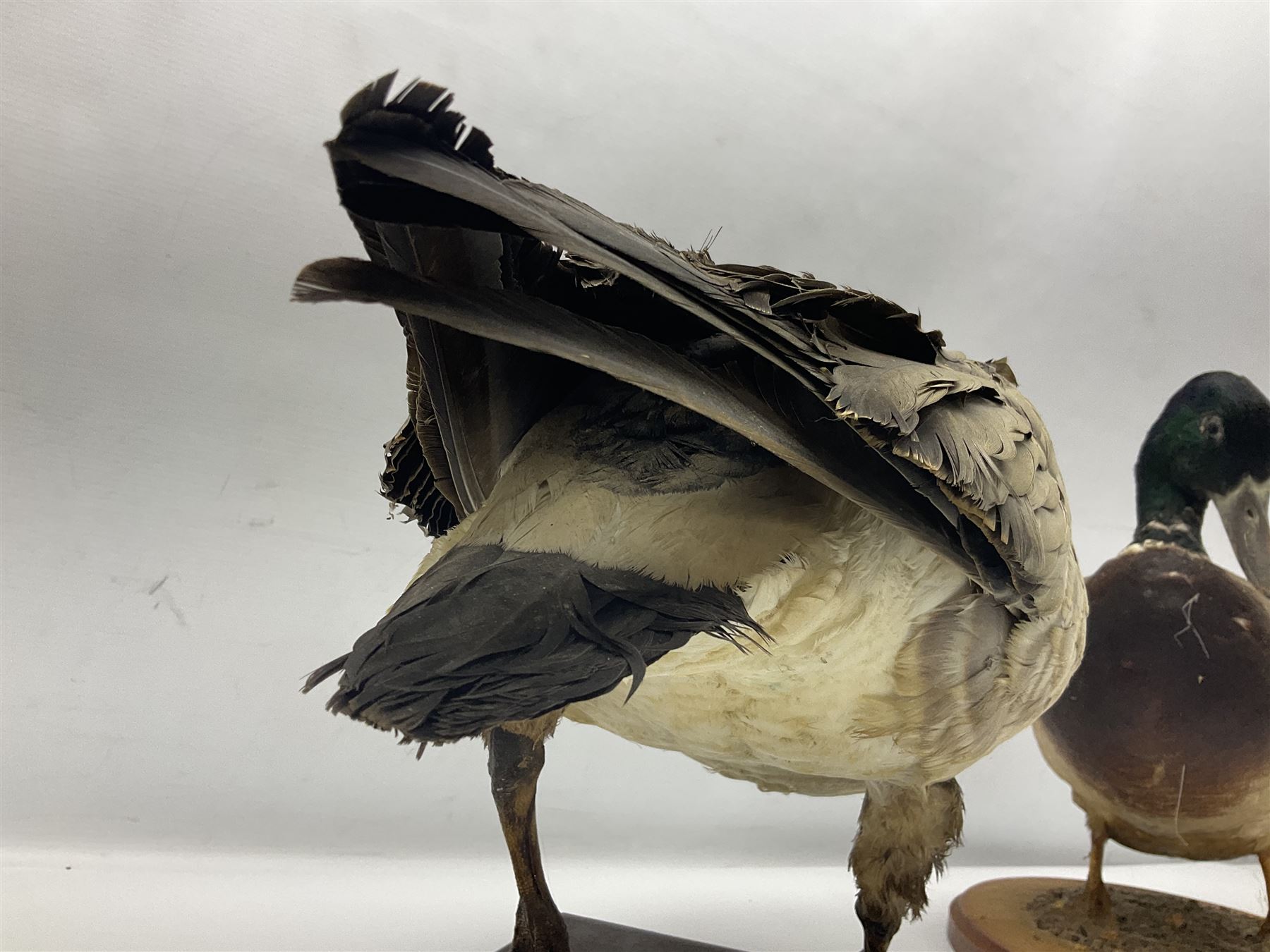 Taxidermy; Barnacle goose (Branta leucopsis), full adult mount, upon a rectangular base, together with Mallard (Anas platyrhynchos), full mount drake, upon an oval base, goose H28cm