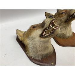 Taxidermy: Two Red fox mask (Vulpes vulpes), one with mouth agape bearing teeth, the other mouth open head turned to the left, both mounted upon wooden shields, largest example H26cm 
