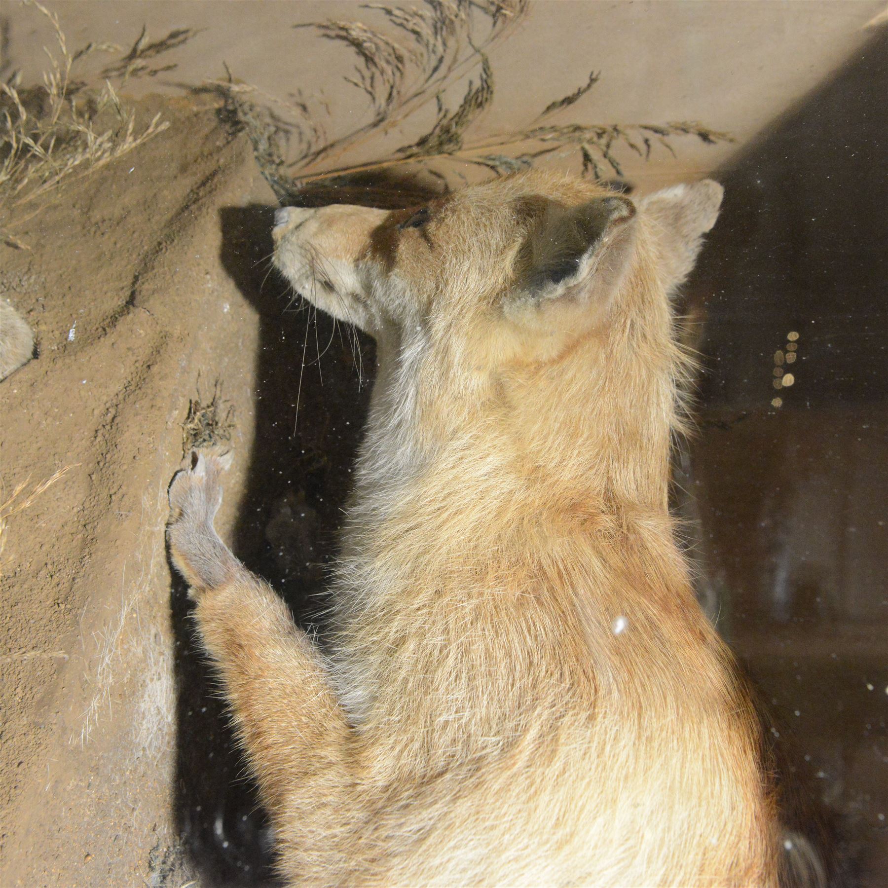 Taxidermy: cased diorama of Red Fox (Vulpes vulpes), full mount adult fox in stalking pose, crouched upon a large painted faux rock ledge above a hidden cowering rabbit and stout below, enclosed within ebonised single glass display case, H62cm, L125cm, D37cm