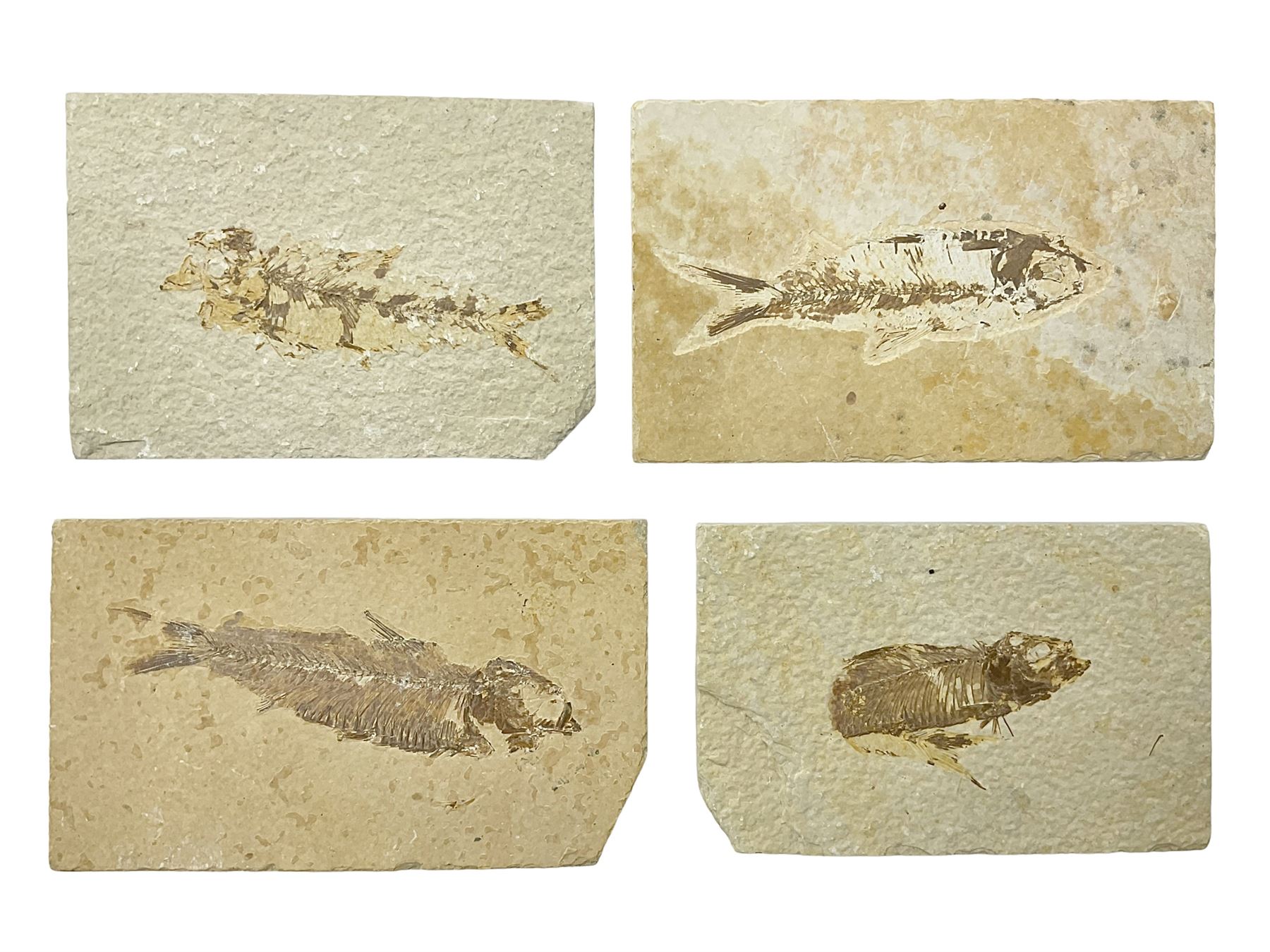 Four fossilised fish (Knightia alta) each in an individual matrix, age; Eocene period, location; Green River Formation, Wyoming, USA, largest matrix H7cm, L12cm