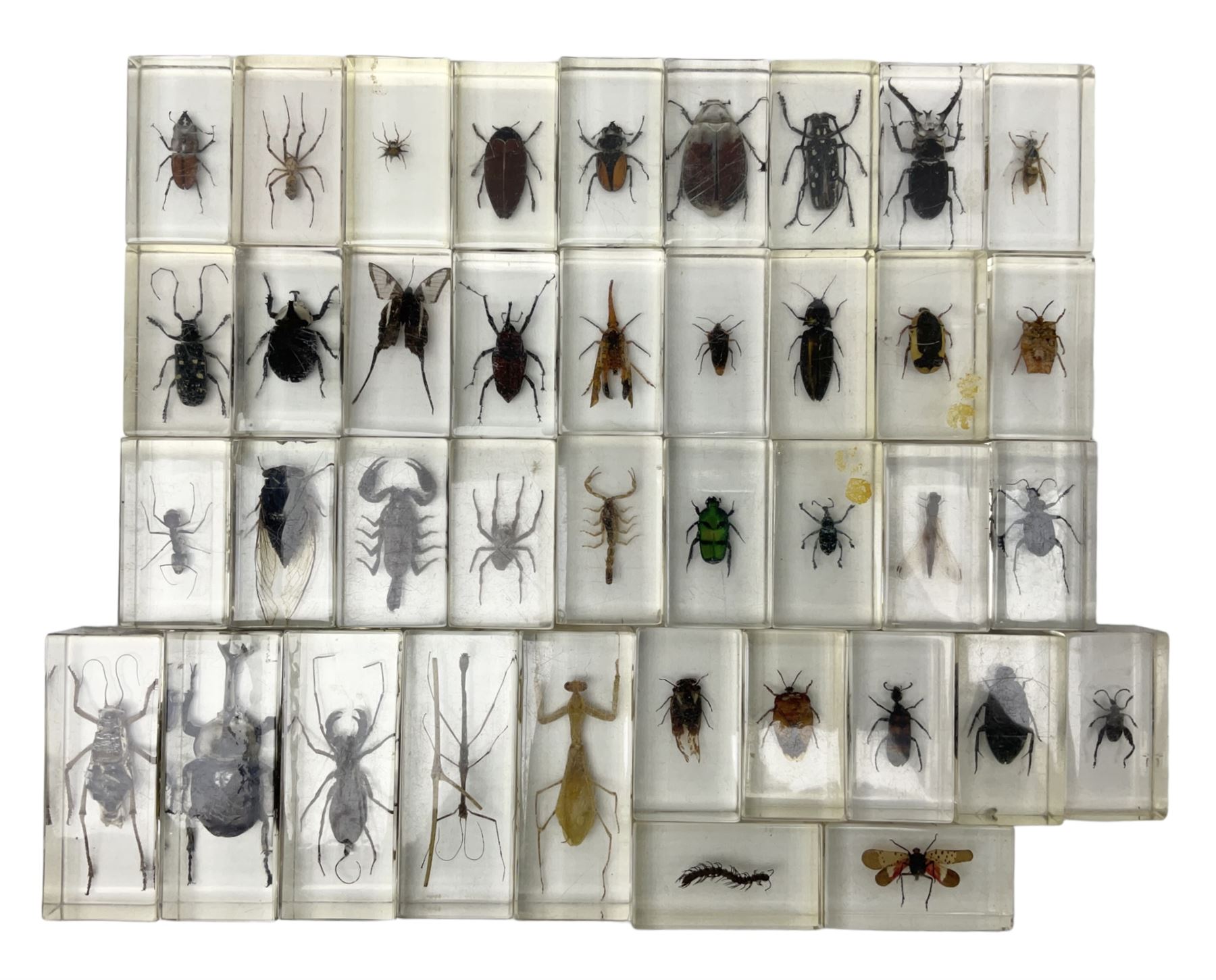 Entomology; collection of thirty nine insect specimens, each in an acrylic block, to include rhinoceros beetle, Ischiopsopha beetle, Praying mantis, scorpions etc 