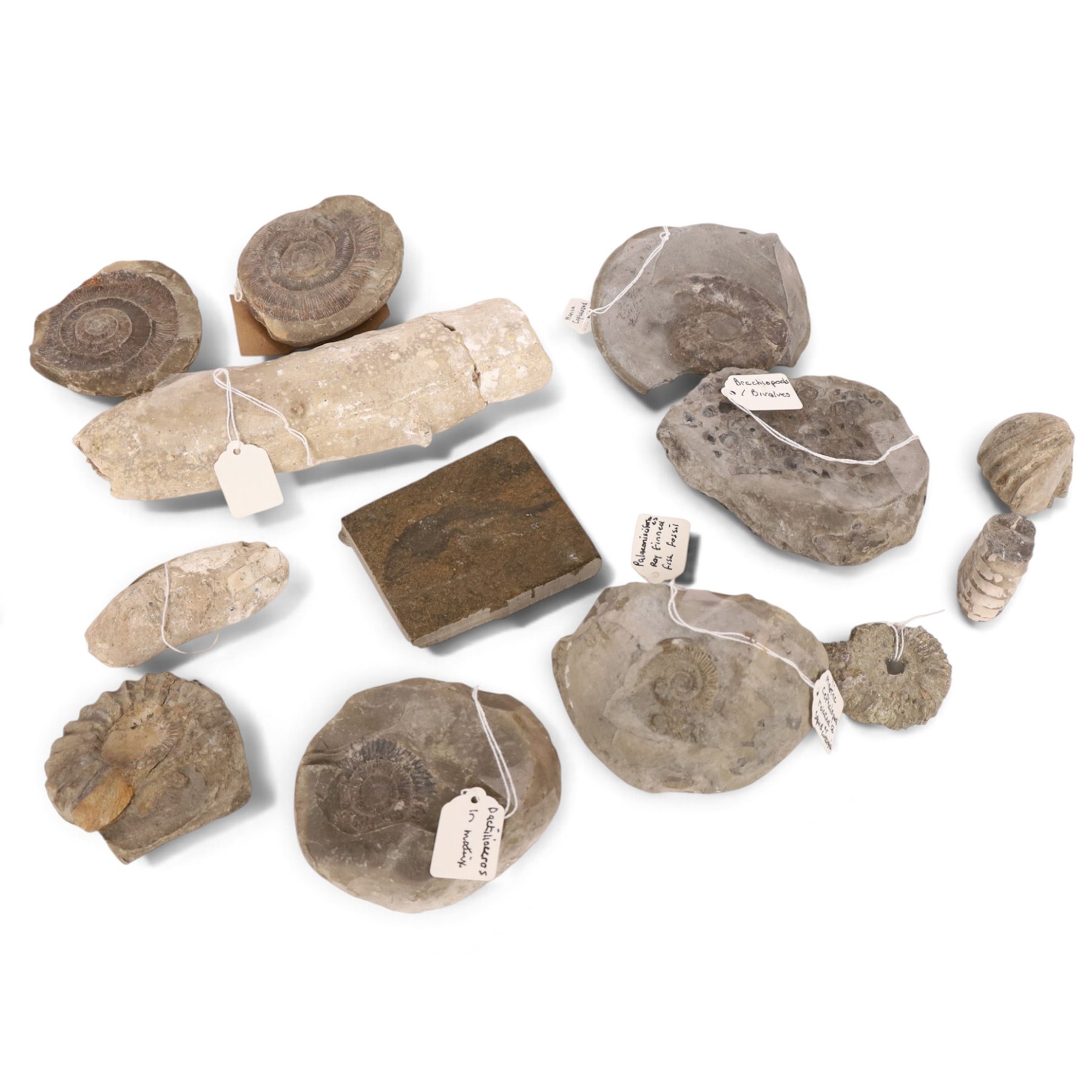 Fossil collections; including ray finned fossilised fish, ammonites Gryphaea, etc  