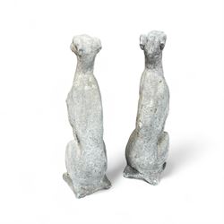Pair of cast stone sitting greyhounds 