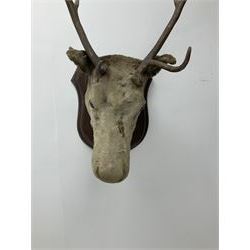 Taxidermy: European Reindeer (Rangifer tarandus), head mount looking straight ahead, mounted upon oak sheield plaque, from base of shield to top of antlers approximately H92cm


