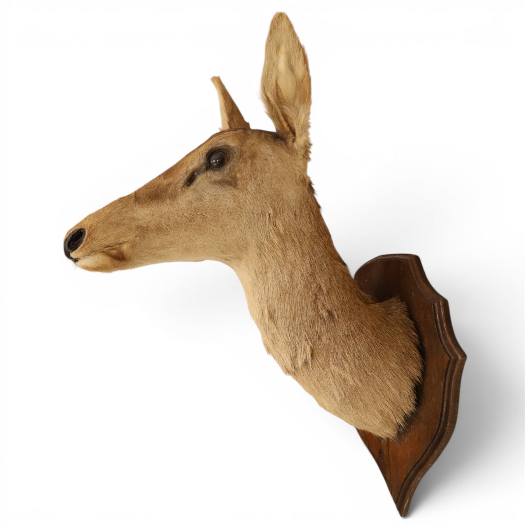 Taxidermy - Red Deer (Cervus elaphus), adult doe head mount facing forwards, on wooden shield, H77cm