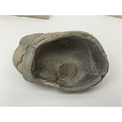 Two Scutella echinoids in a matrix, age; Oligocene period, location; Dinan France, together with a trilobite in matrix, and three other fossils  