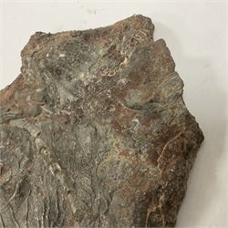 Crinoid sea bed plaque, with partial Scyphocrinites crinoid specimen, age; Silurian period, location; Morocco, L32cm L17cm 