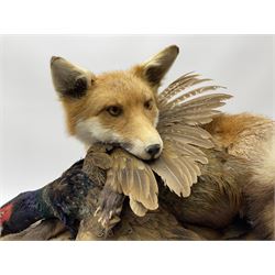 Taxidermy: Red Fox (Vulpes vulpes) with cock pheasant (Phasianus colchicus), open display upon tree mount detailed with moss, mount L64cm  