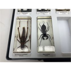 Entomology: collection of fifty two insect specimens, each in an acrylic block, to include Giant Scorpion, Rhinoceros Beetle, Praying Mantis, Millipede, Flower Mantis, Exotic Planthopper, Blue Weevil etc 