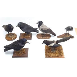Taxidermy: Jackdaw, Crow or Juv Rook, Hooded Crow, two Carrion Crows and a Magpie, full mounts on open display, one mounted upon a section of tree branch, the others upon bases with naturalistic detail, (6)