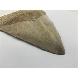 Large Megalodon (Otodus Megalodon) tooth fossil, age; Miocene period, H13cm, W13cm