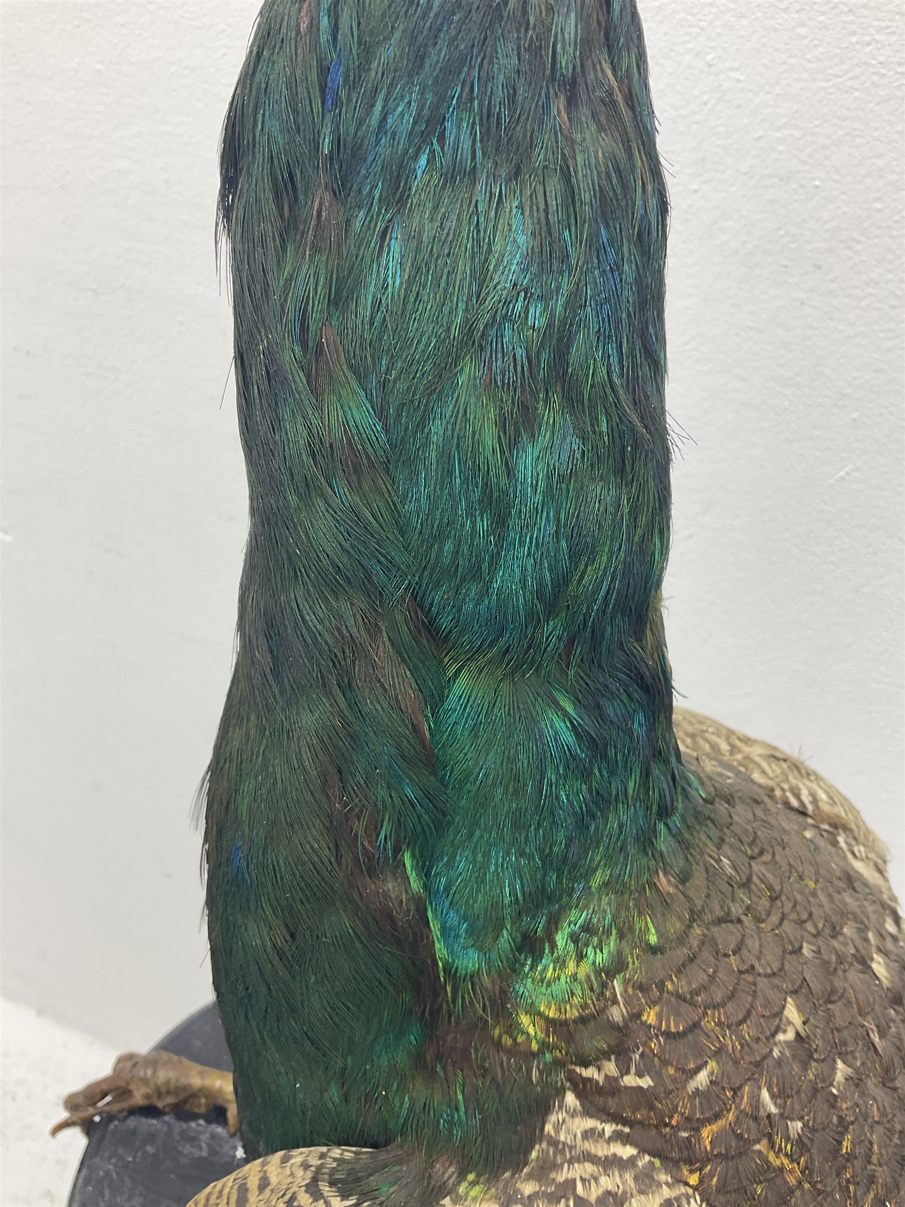 Taxidermy: Indian Peacock (Pavo cristatus), full mount adult cock bird facing forward, with tail hanging below, mounted upon an ebonised plinth, H140cm
