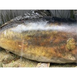 Taxidermy; Cased Mirror Carp (Cyprinus carpio carpio) a large preserved skin mount 
in a naturalistic setting set against blue painted back drop, enclosed within a glass bow fronted case, the interior bearing a label 'Carp Redmire Lake 12 lb 4 oz Oct 67' H42 cm W87 cm D27 cm