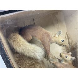 Taxidermy: Cased pair of Red Squirrels (Sciurus vulgaris), pair of full mount adults, both climbing a small cut tree stump, in a naturalistic setting, encased within a ebonised single pane display case, H45cm, L39cm