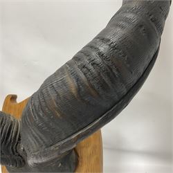 Antlers/Horns: Greater Kudu (Tragelaphus Strepsiceros), Pair of Kudu curved horns on partial skull, mounted on an oak shield, H120cm