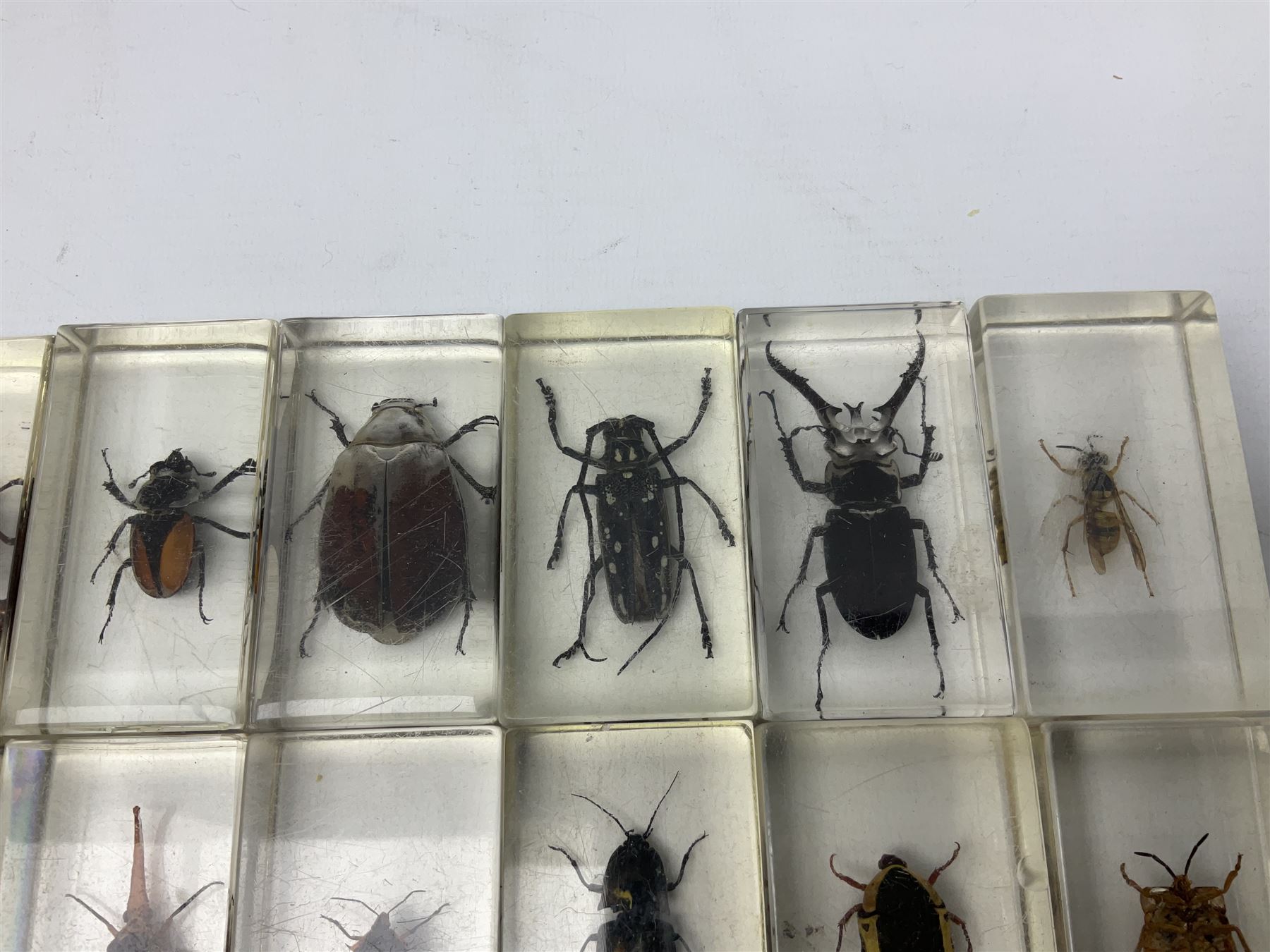 Entomology; collection of thirty nine insect specimens, each in an acrylic block, to include rhinoceros beetle, Ischiopsopha beetle, Praying mantis, scorpions etc 