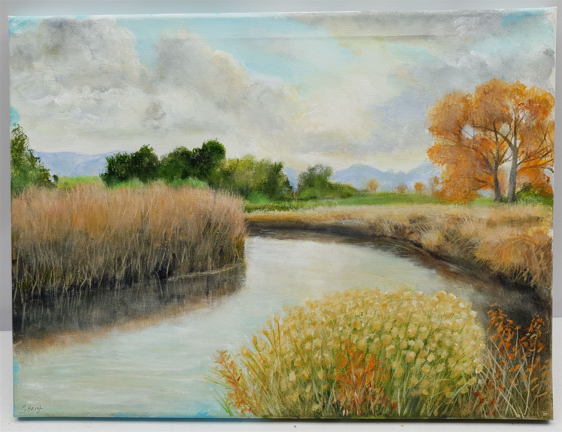 Gary Haigh (Northern British Contemporary): 'Reeds and River', oil on canvas signed 30cm x 40cm (unframed)