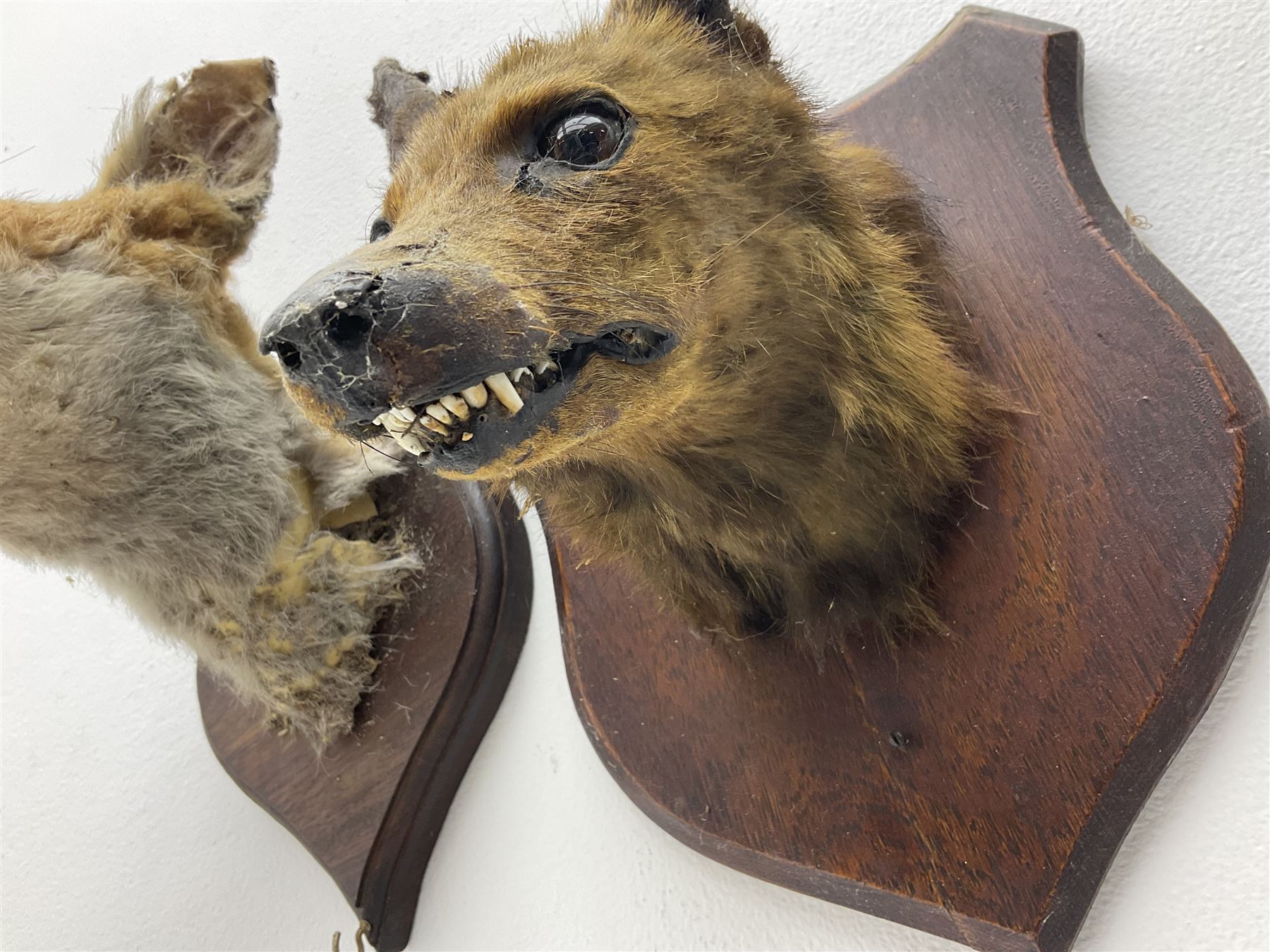 Taxidermy: Red fox masks (vulpes vulpes), the first example an unusual dark coloured adult head looking straight ahead, the second mount turning to the right with mouth agape bearing teeth, both on wooden shields 