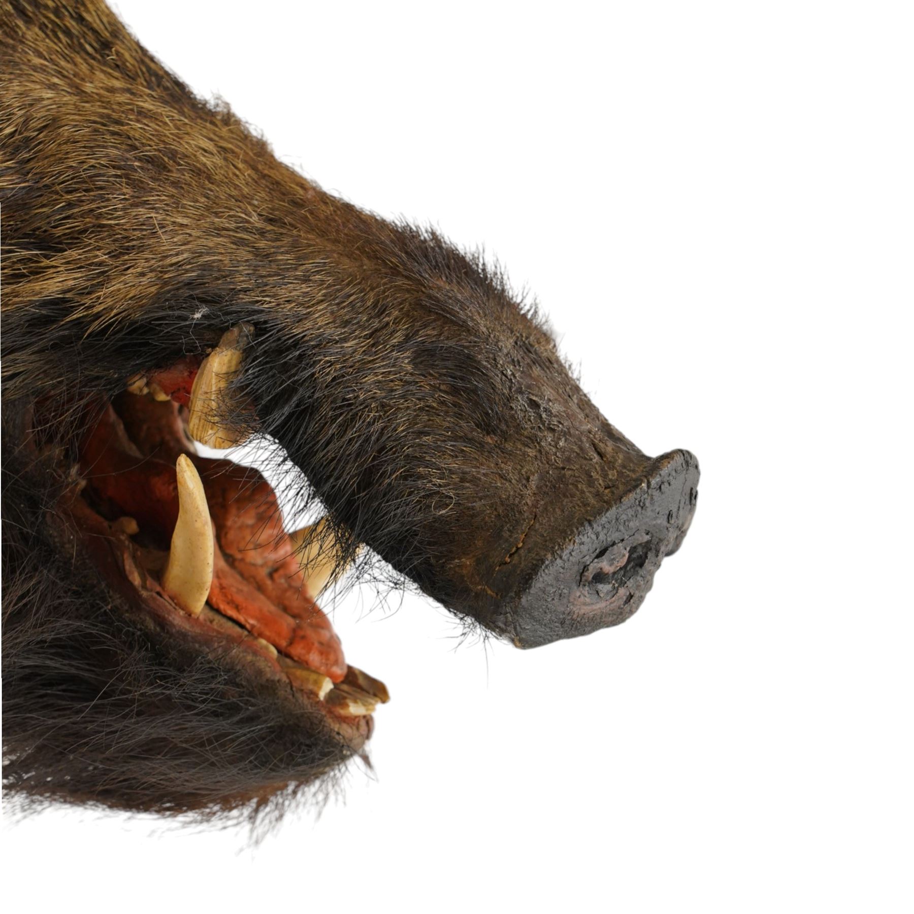 Taxidermy - Adult European wild boar head (Sus Scrofa) on wooden wall shield H72cm x W43cm x D53cm
