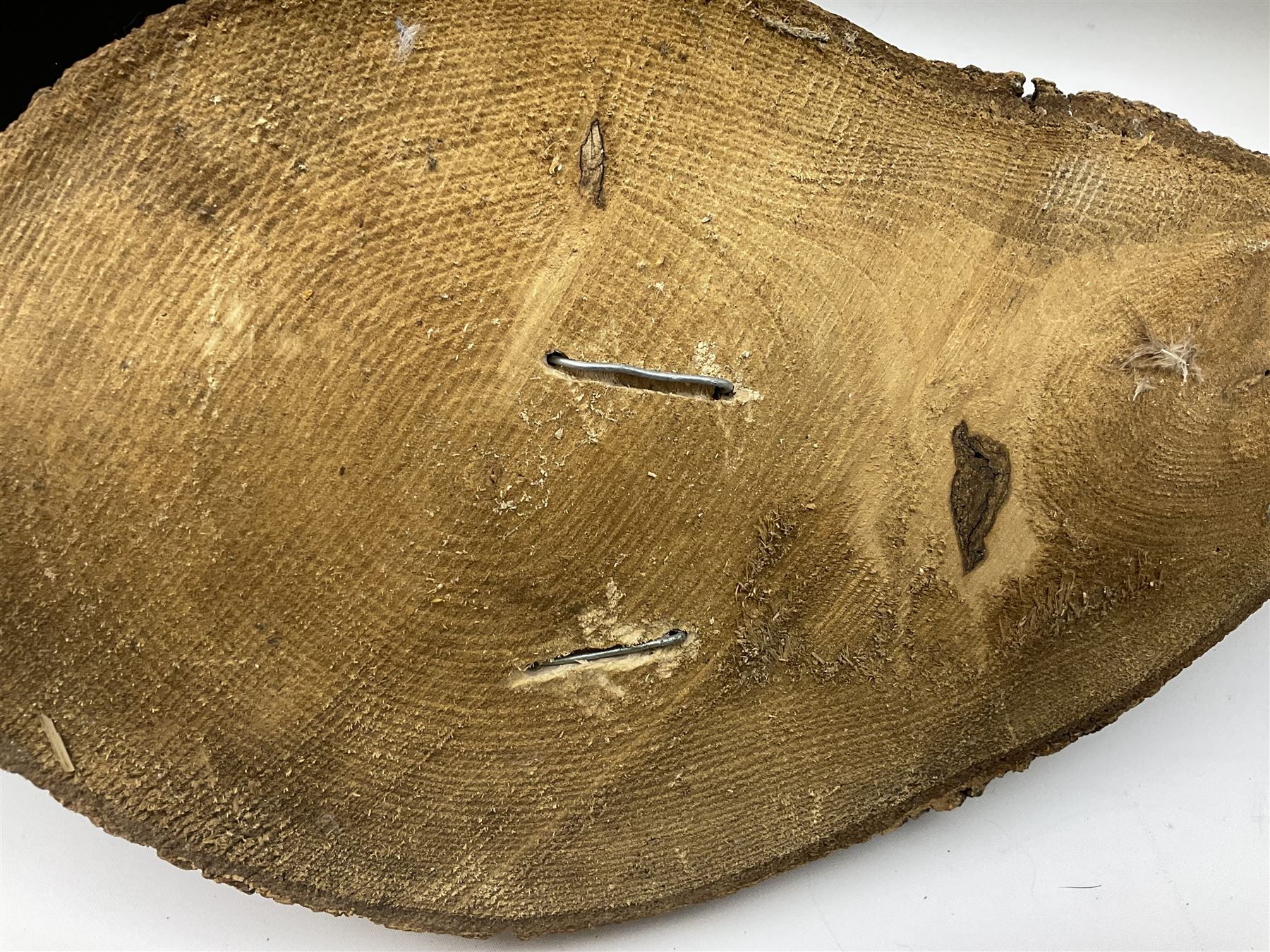 Taxidermy: Female green-winged teal duck (Anas carolinensis), on open display upon tree mount detailed with moss H15.5cm, together with gray partridge (Perdix perdix), on open display upon tree mount detailed with moss, H16cm and a cased young guillemot, standing on a naturalistic base, encased within a five pane display case, H27cm. 