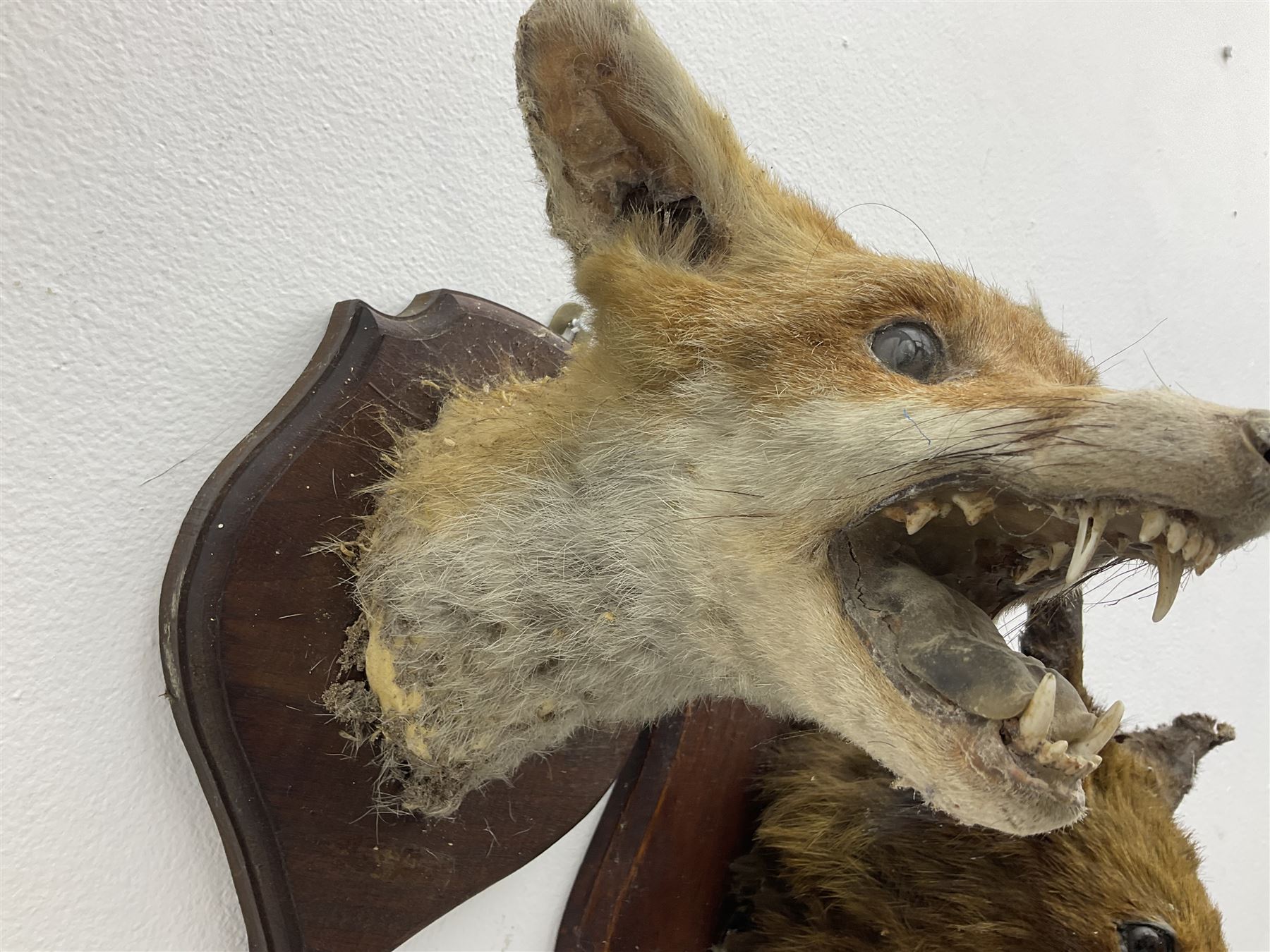 Taxidermy: Red fox masks (vulpes vulpes), the first example an unusual dark coloured adult head looking straight ahead, the second mount turning to the right with mouth agape bearing teeth, both on wooden shields 