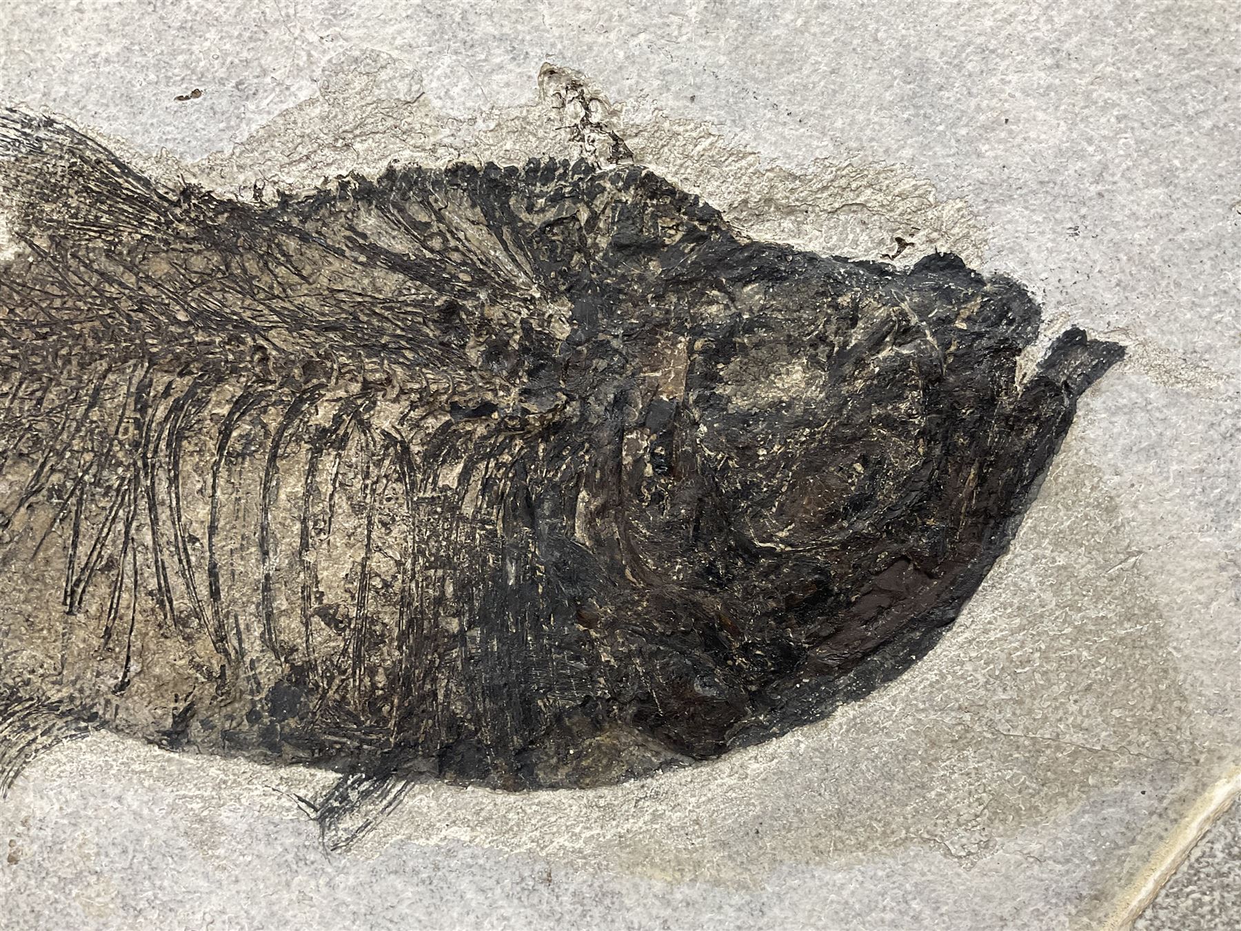 Large Fossilised fish in matrix (Knightia alta), age; Eocene period, location; Green River Formation, Wyoming, USA, in frame, fish L42cm, frame H49cm, L72cm