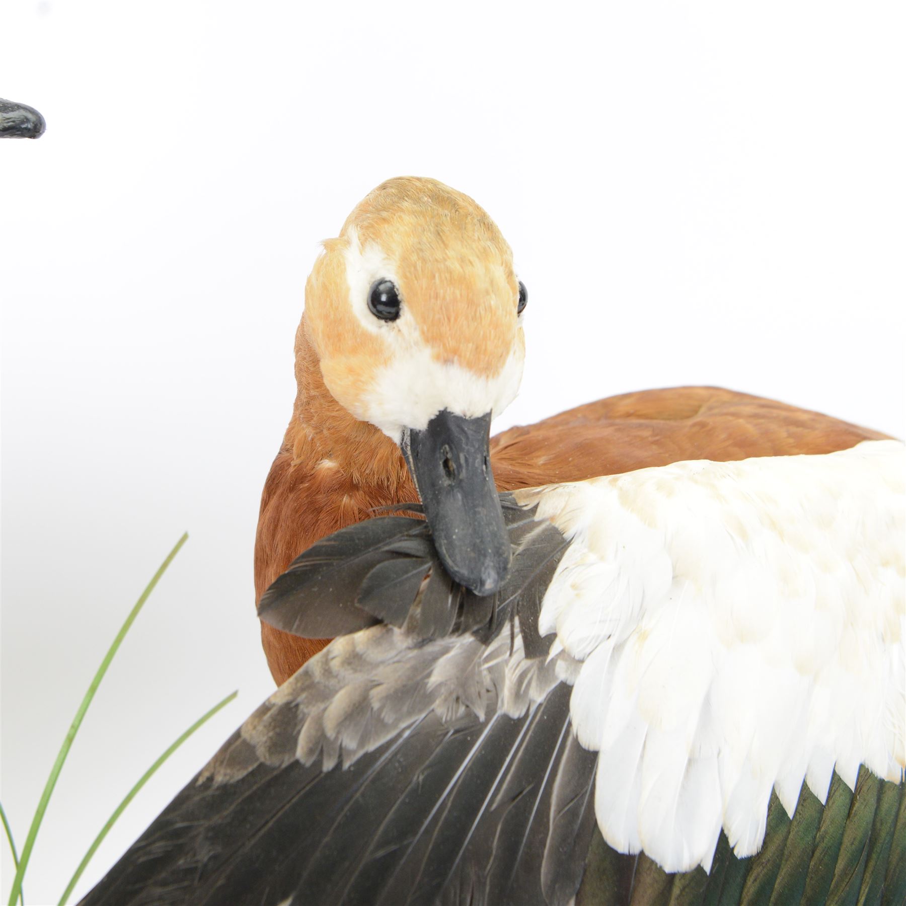 Taxidermy: Pair of Ruddy Shelducks (Tadorna ferruginea), a pair of full adult mounts, stood upon wooden logs with moss, H48cm, L80cm