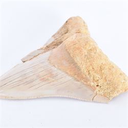 Megalodon (Otodus Megalodon) tooth fossil, with fine serrations, age; Miocene period location; Java, Indonisia, H9cm, W7cm 
Notes; Believed to have grown as large as 18 metres, the Megalodon was the largest shark and one of the most dominant marine predators ever to have existed. It roamed the ancient seas for around 20 million years until their extinction around 3.6 million years ago. Megalodon teeth vary in colour and ton. influenced and coloured over the millennia by the conditions in which they are preserved