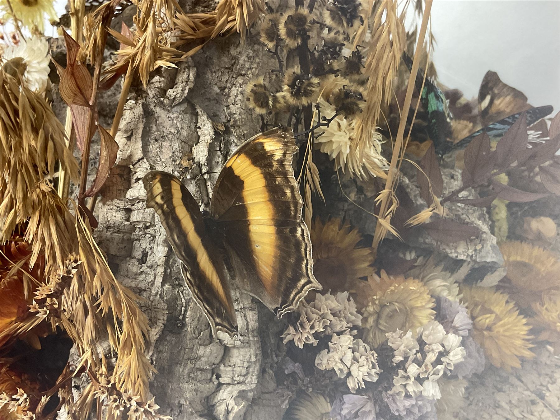 Entomology: 20th century cased moth and butterfly diorama, including Godart morpho, Chrysiridia rhipheus, Cathosia biblis, Appias lyncida, Hamadryas and others arranged amongst dried flowers and grasses, enclosed in a glass five sided terrarium display case with a wooden base, L43cm D43cm H49cm 