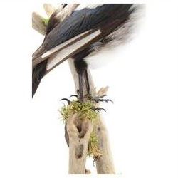 Taxidermy; Cased Magpie (Pica Pica), full adult mount perched upon a branch in a naturalistic setting with roe dear skull to the base, enclosed within glass dome, H52cm