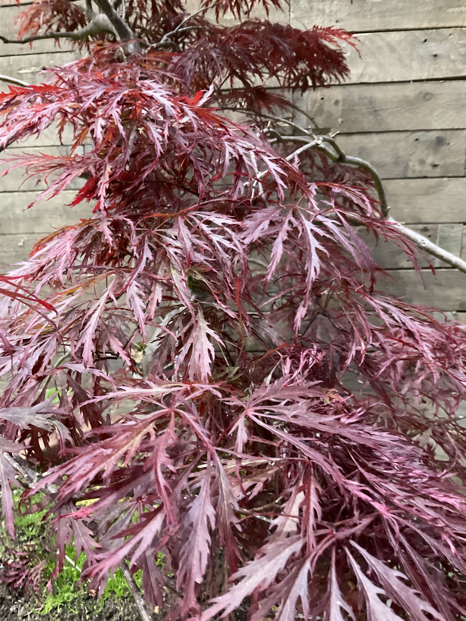 Large glazed planter with acer tree - THIS LOT IS TO BE COLLECTED BY APPOINTMENT FROM DUGGLEBY STORAGE, GREAT HILL, EASTFIELD, SCARBOROUGH, YO11 3TX