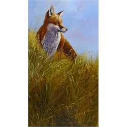  Stephen Cummins (British 1943-): Fox Alerted, oil on canvas signed 60cm x 35cm  DDS - Artist's resale rights may apply to this lot   